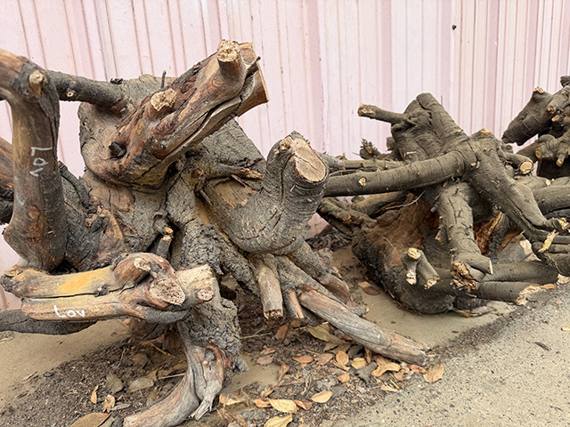 Twisted, weathered tree roots piled against a corrugated pale pink metal wall. UC DAvis Department of Plant Sciences