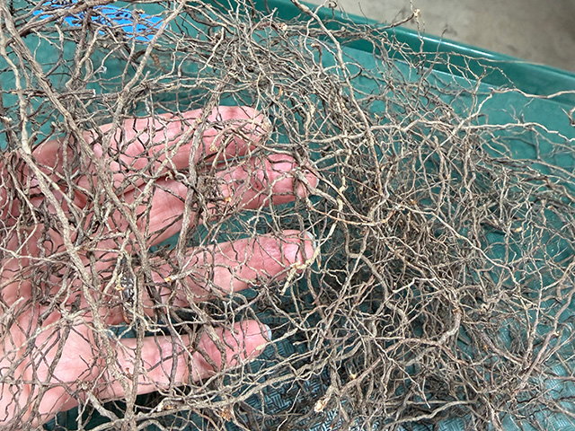Hand holding tangled dried roots above a tray. UC Davis Department of Plant Sciences