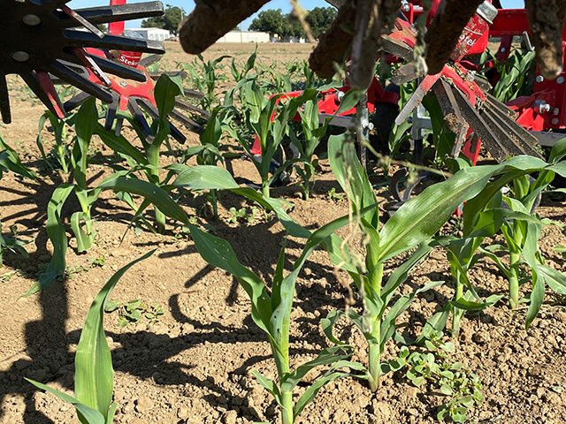 By a  row of young corn plants, we see dark prongs extending from a red mechanical device.