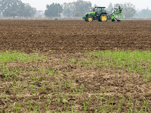 In distance, a green tractor working on a plowed field; in the foreground, scattered young green seedlings. UC Davis Department of Plant Sciences