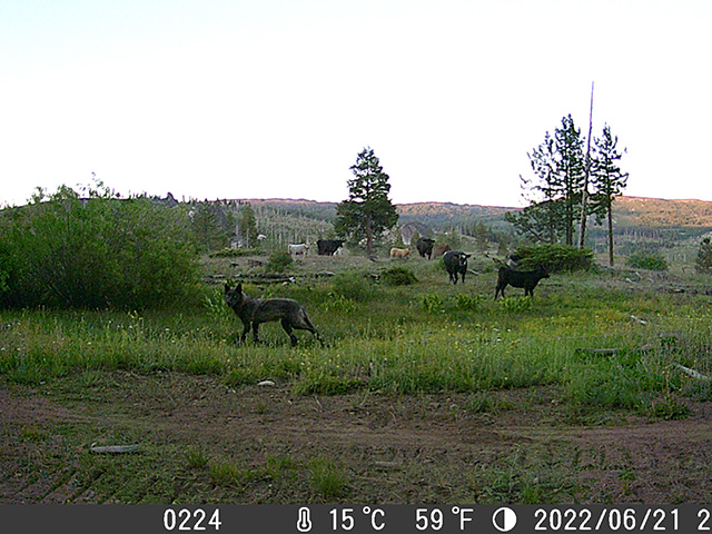 The dark figure of a wolf on a grassy, uneven rangeland at the edge of a dispersed herd of cattle. To the right, an agitated bull is moving, several of its hooves in the air as it moves. At the bottom of the image, numbers indicate the temperature and date.
