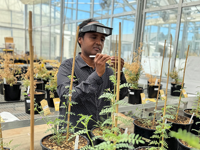 Man in a greenhouse. He has goggles up on his forehead and a pointy instrument he is poking at a plant growing up to his shoulder.