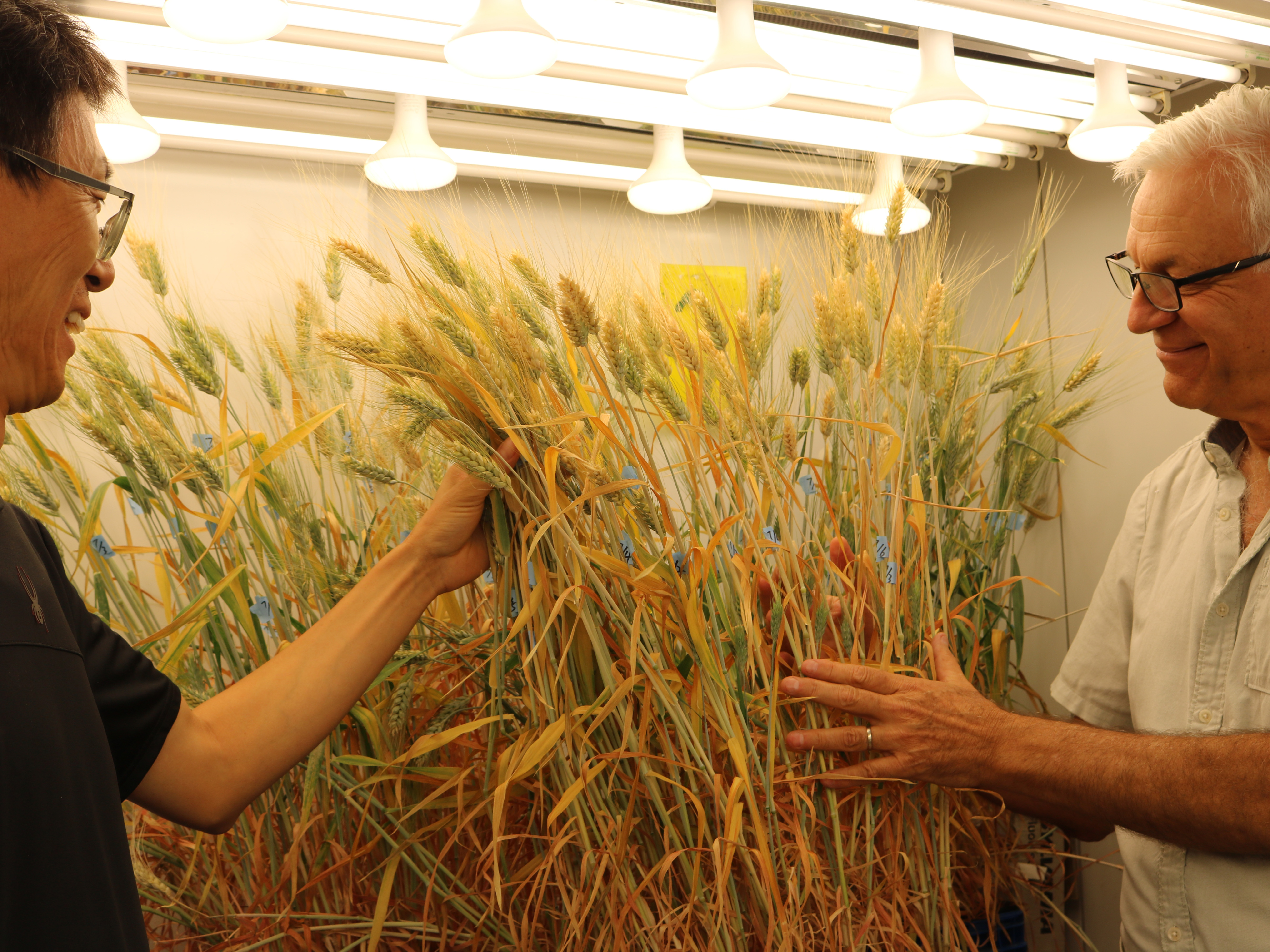Two men looking at tall, tan, slim plants under bright lights in a box-like structure in a lab. UC Davis Department of Plant Sciences