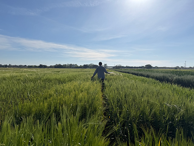 Person walking with arms outstretched along tracks through green wheat field under bright blue sky