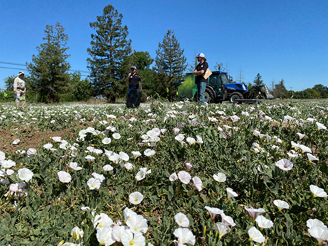 In the foreground, low green plants bear lots of sweet white flowers. In the background, two men and a green, tractor-like thing.