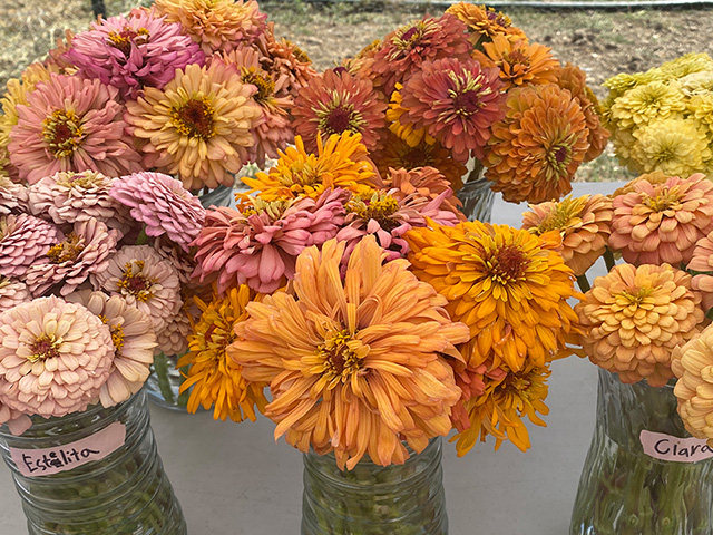 Close-up of beautiful flowers in vases. Colors are pastel yet vivid shades of peach, salmon, orange.