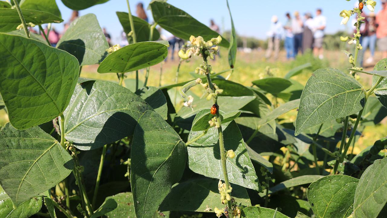 Close-up of a leafy green plant with a slender stem ending in a flower. A red round insect with black spots on it rests on the flower stem.