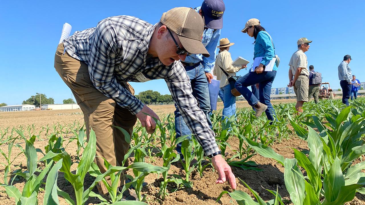 Out in a field under a blue sky, a man bends down and touches the leaves of a young corn plant