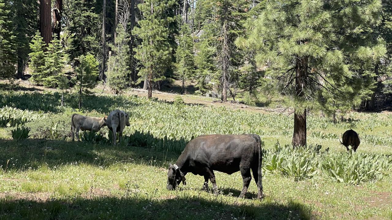 Three cows grazing in a sunny forest clearing surrounded by tall trees.