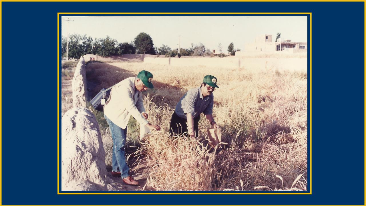 An old photo showing two men wearing green ball caps in a field of tall, slender, golden plants.