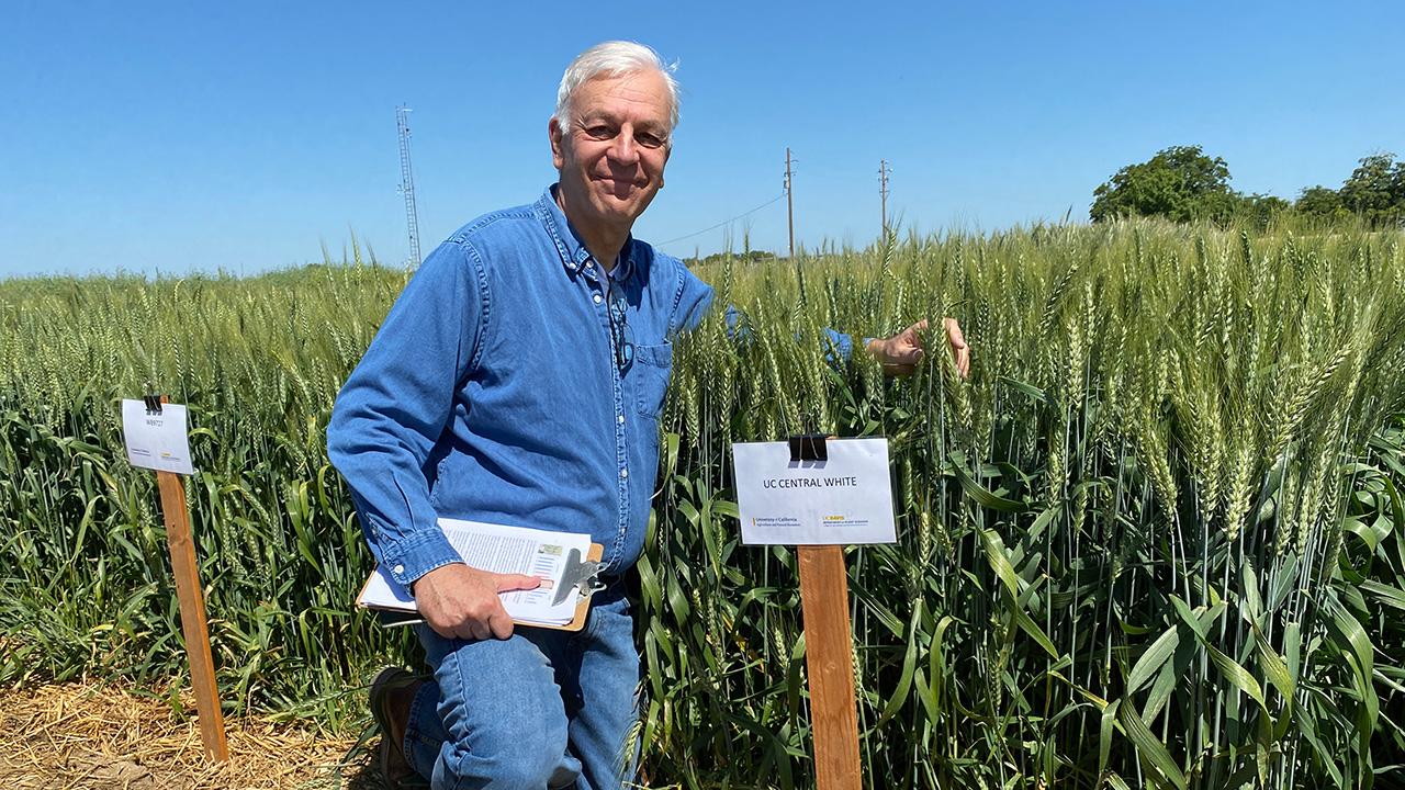 Man kneeling in a green wheat field, holding papers beside labeled crop signs under blue sky