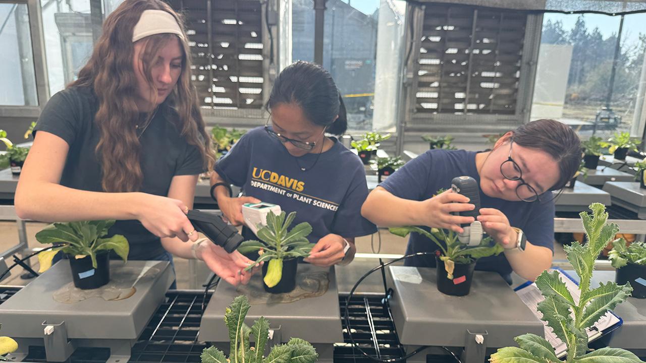Three smiling women tending potted seedlings at a sunlit greenhouse bench. UC Davis Department of Plant Sciences
