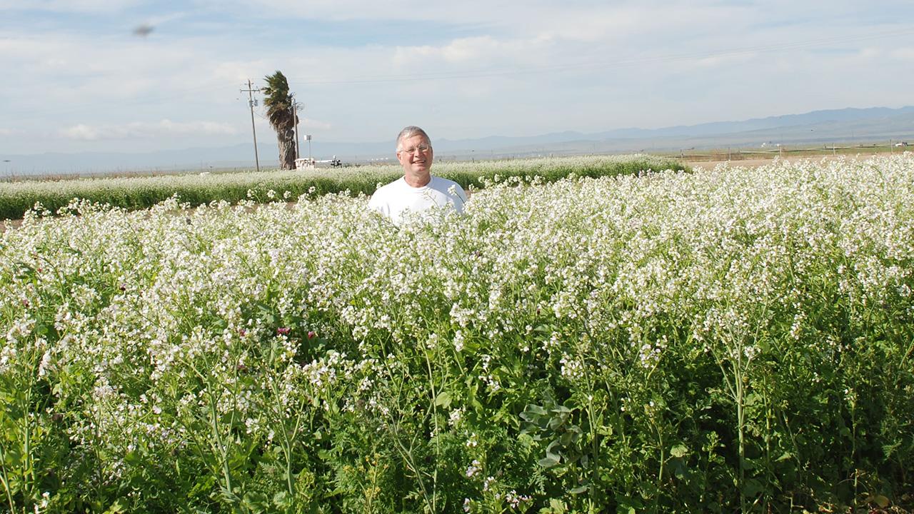 A field of tall grassy plants with white flowers at the top of each. A man stands in the middle of it, mid-range. In the distance, a hazy mountain.