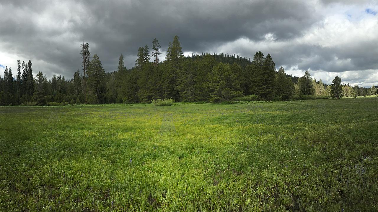 broad landscape showing green meadow with tall grass in front of tree-covered mountain and dramatic, cloudy sky