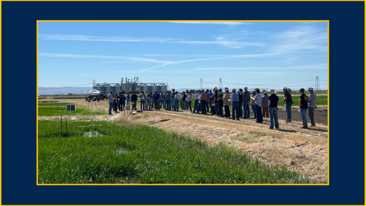 A large group of people by a low field on a sunny day. They're standing on a high area amid the low-lying fields.