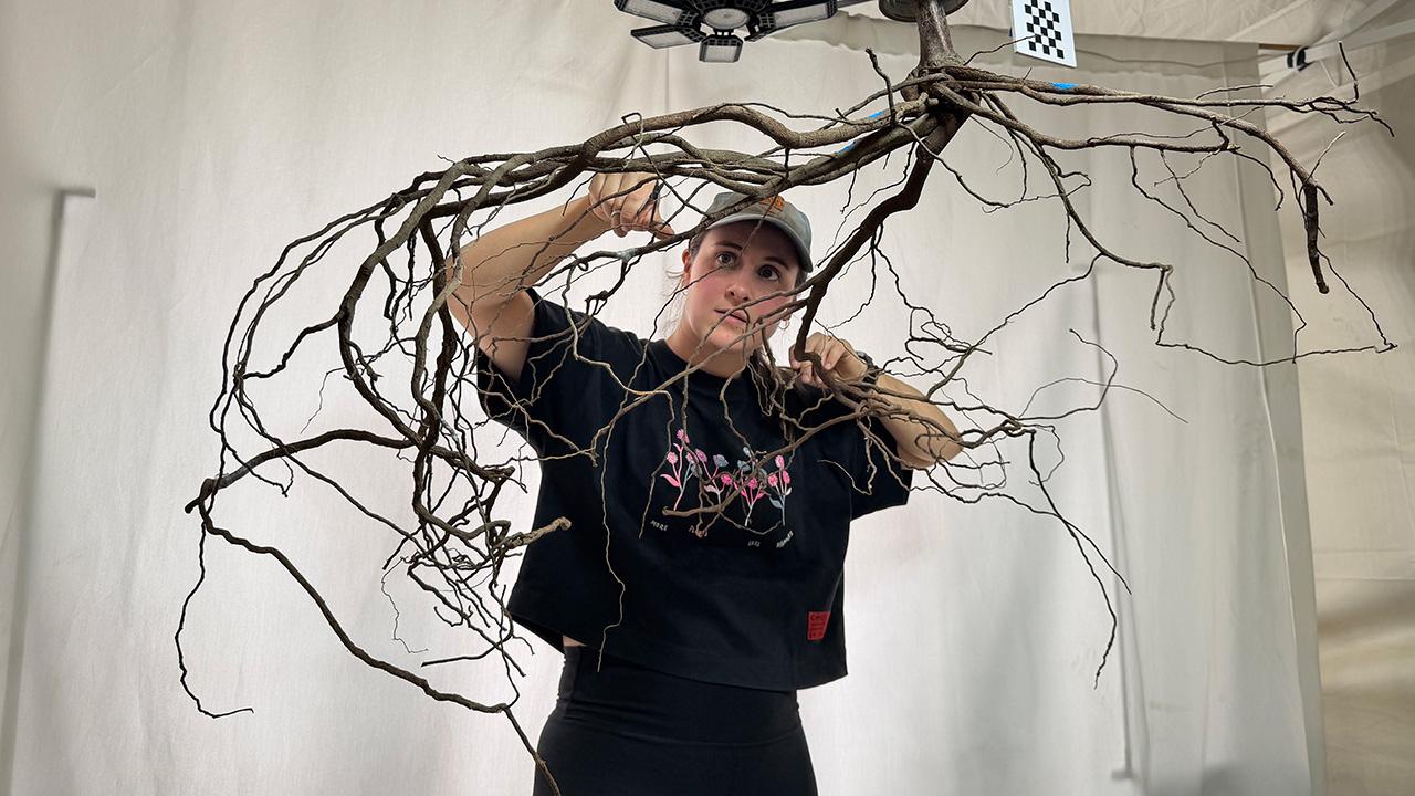 Young woman in black shirt wearing a ball cap. From a harness above her hangs bare tree roots that extend in graceful, downward-drooping arcs. UC Davis Department of Plant Sciences