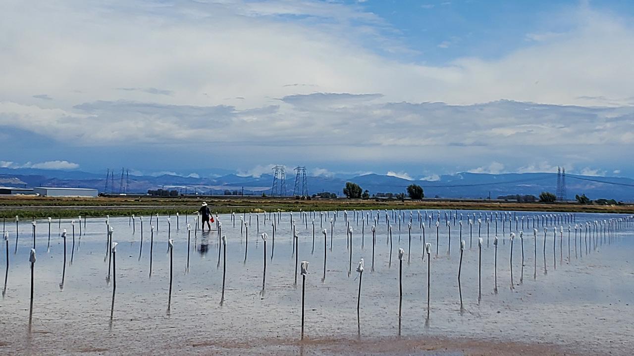 Flooded rice field with poles, a lone worker, and distant mountains under cloudy sky. UC Davis Department of Plant Sciences