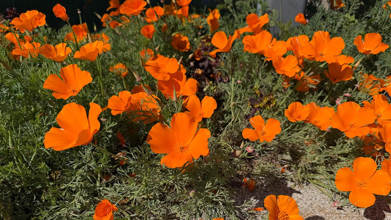 Vibrant orange flowerrs bloom among green foliage on a sunny hillside. UC Davis Department of Plant Sciences