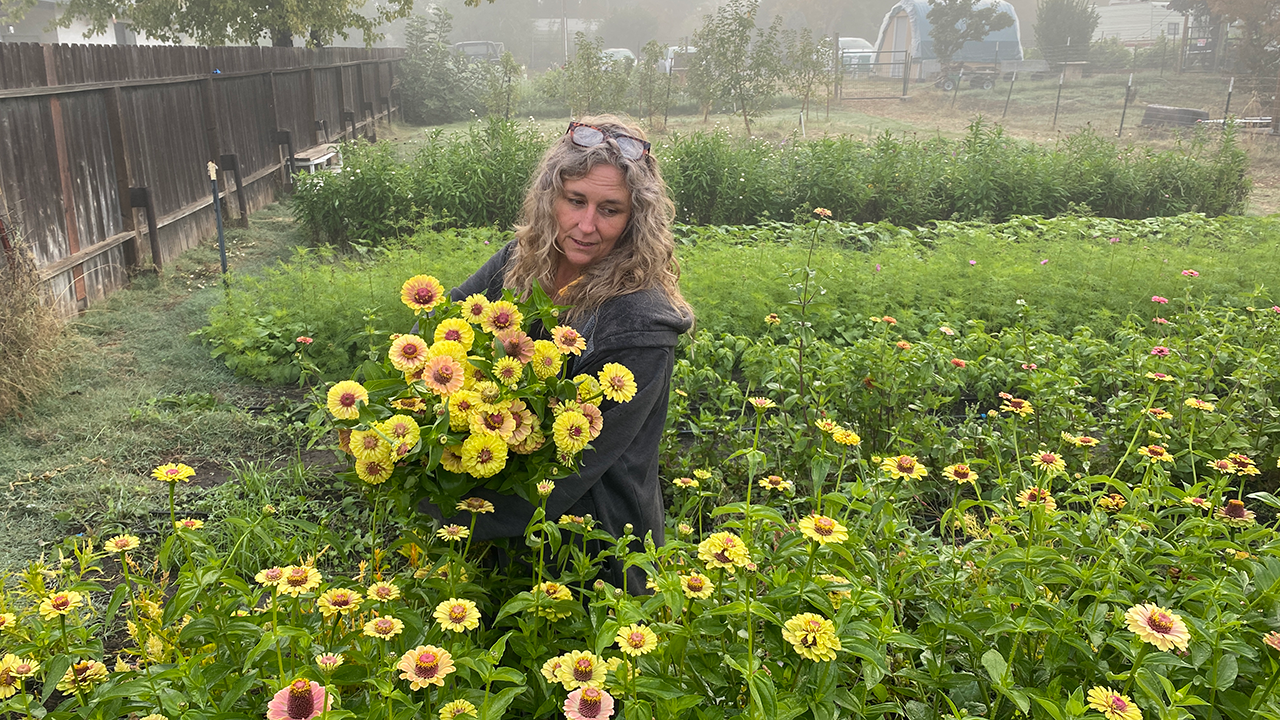 A woman with curly hair holds a large bouquet of yellow flowers in a green field where more flowers are growing. UC Davis Department of Plant Sciences