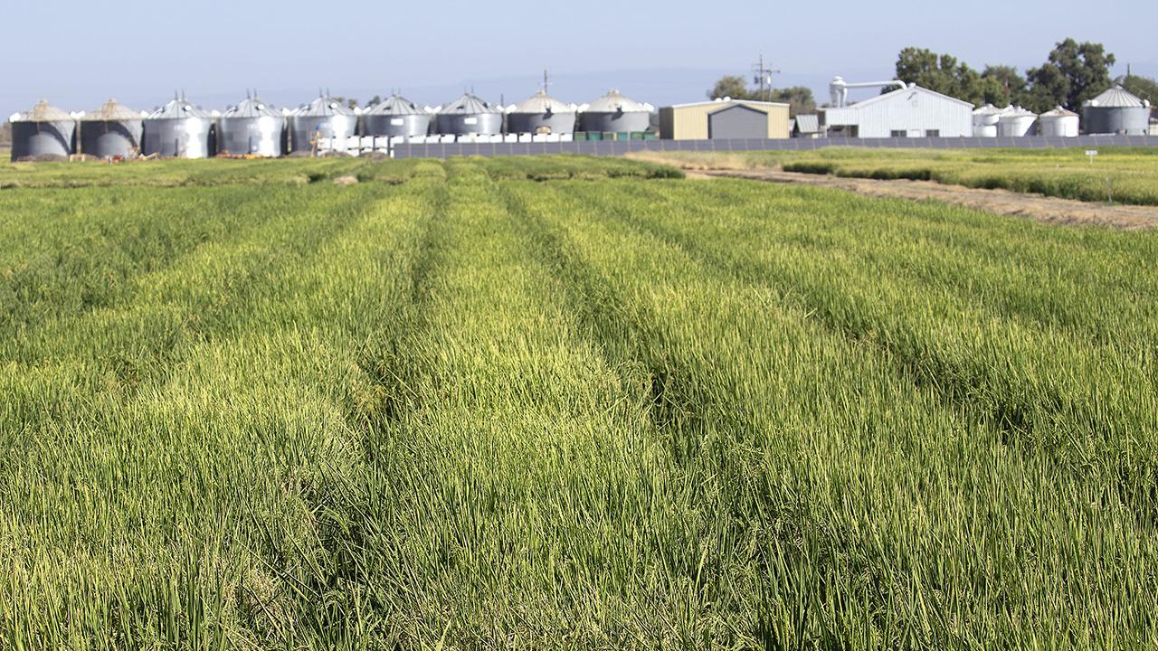 Rice field with buildings at the horizon