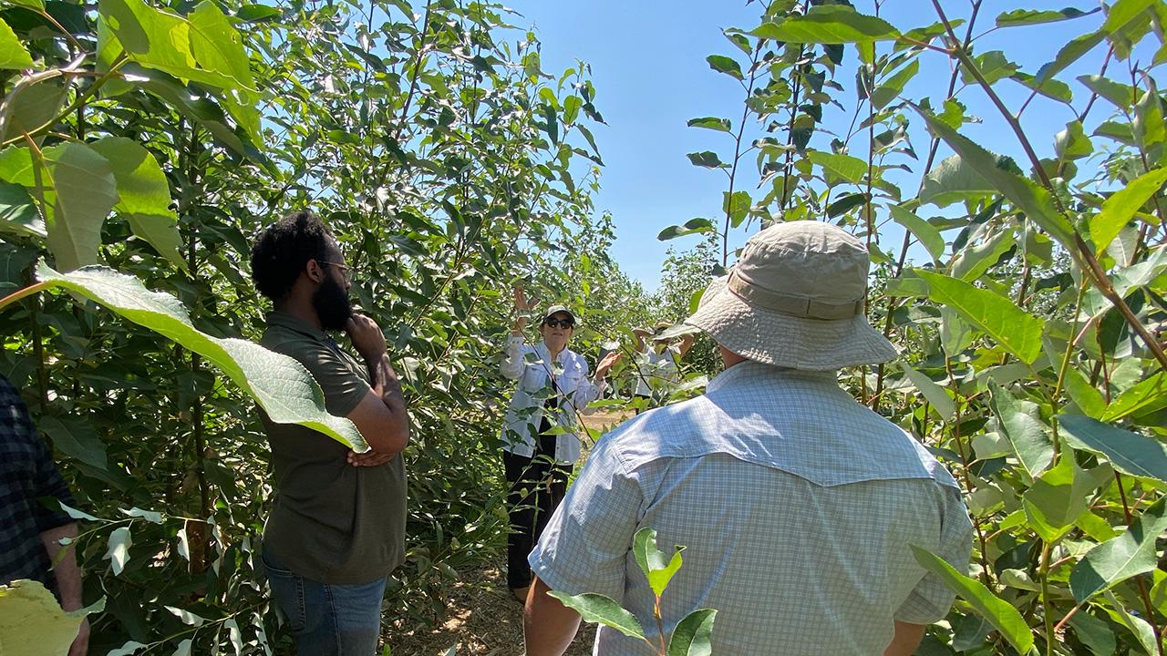 In among tall, skinny bushy trees, a woman gestures as she talks to a couple of visitors, beneath a blue sky.