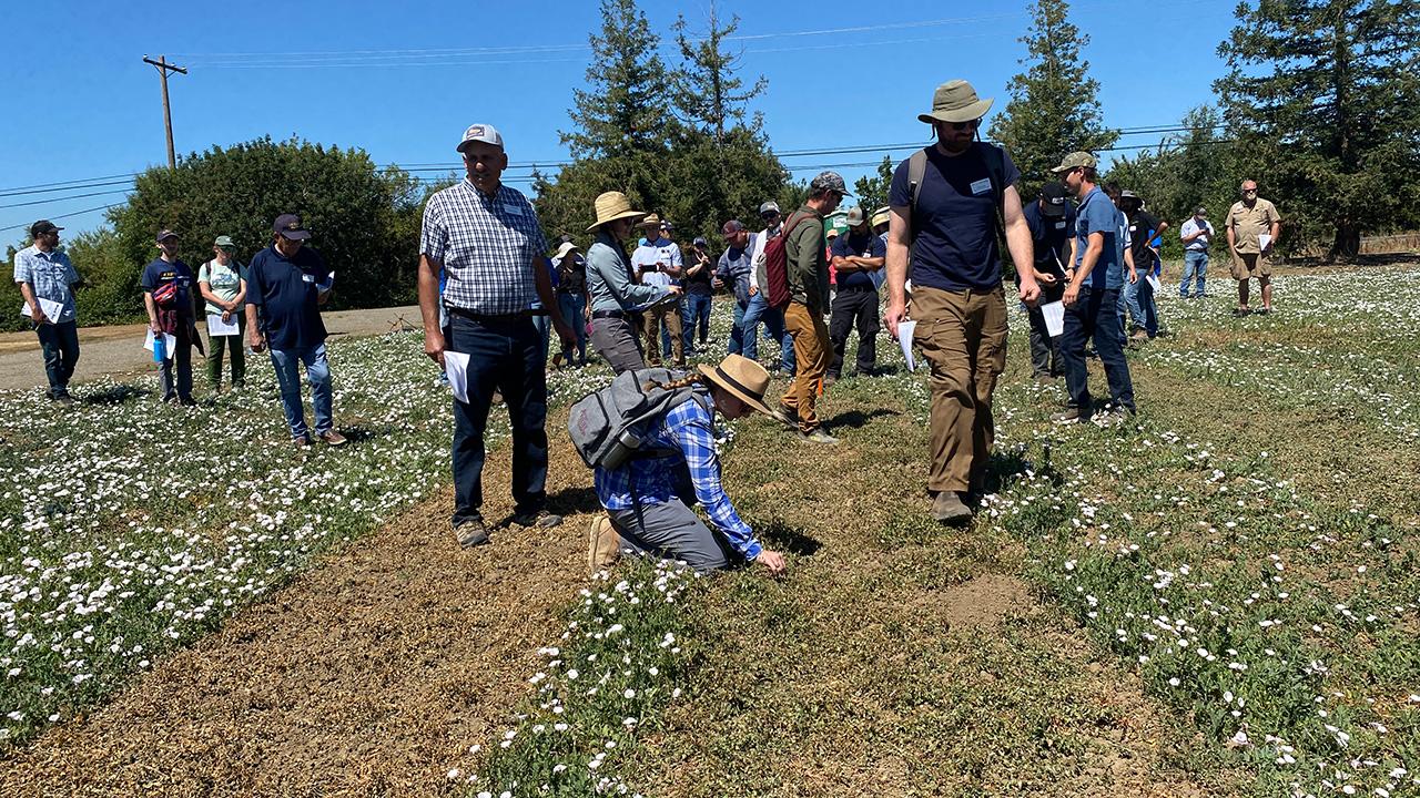 We see strips of dry, brown in the middle of green, white-flowered plants. People are bent over, touching the dry area.