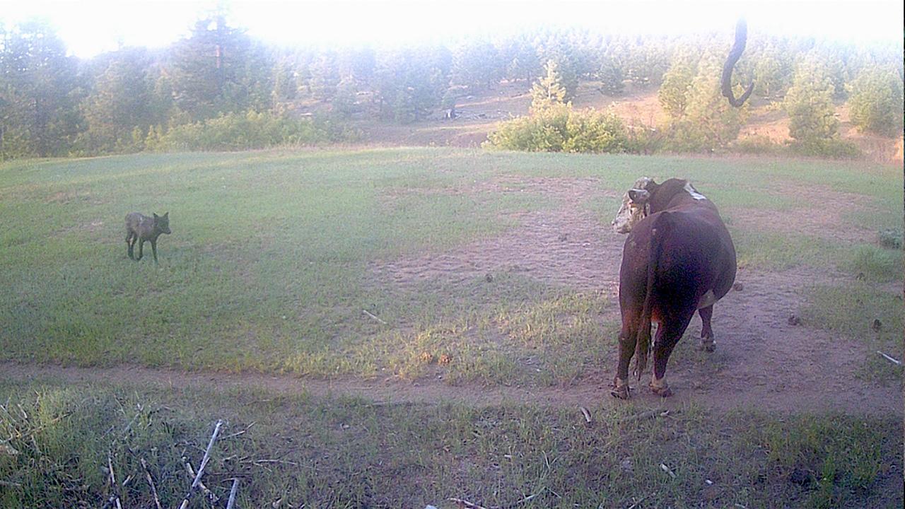 In a slightly foggy field, a brown bull faces off with a dark wolf.