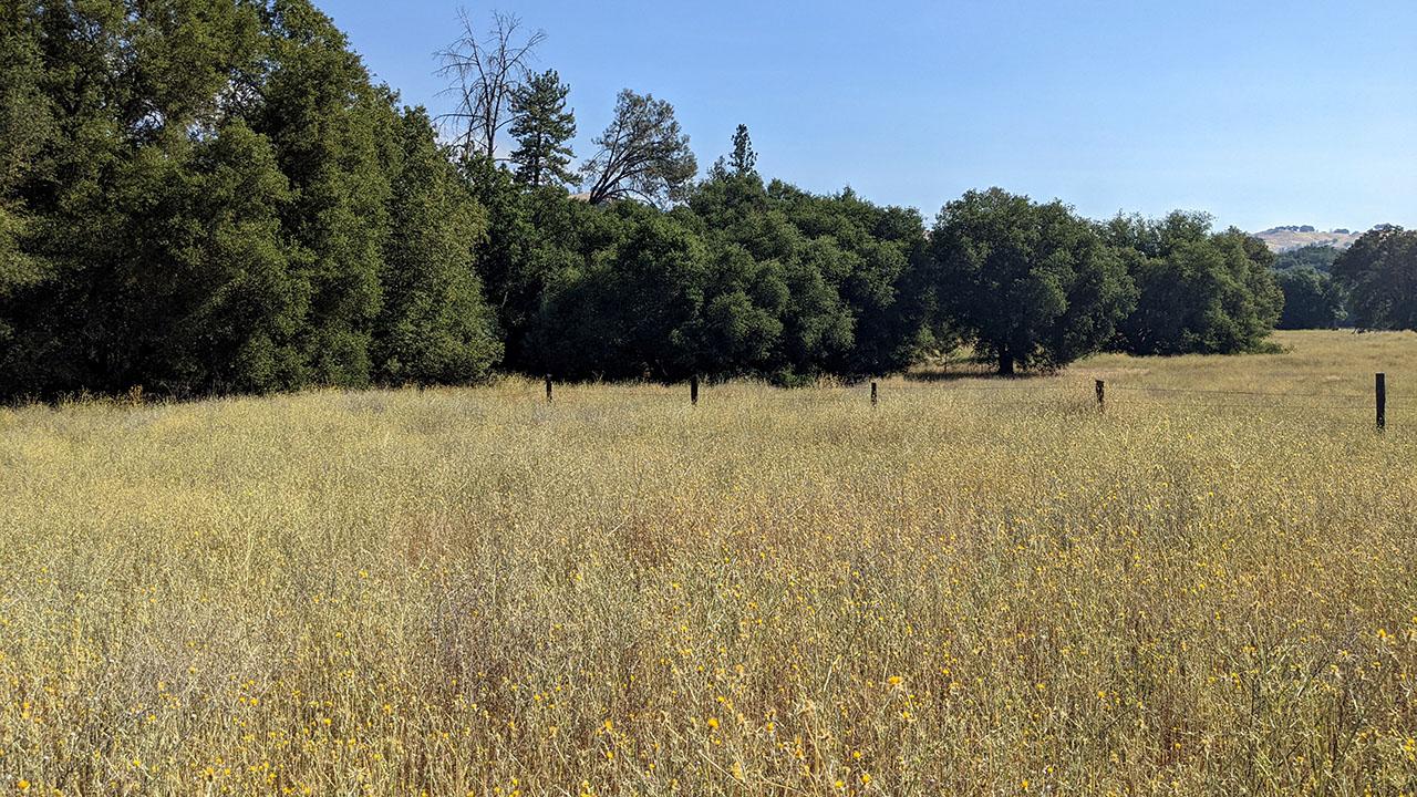 Golden dry meadow with scattered oak trees under clear blue sky. In the foreground and throughout the field are yellow flowers with sharp, spiky thorns. UC Davis Department of Plant Sciences