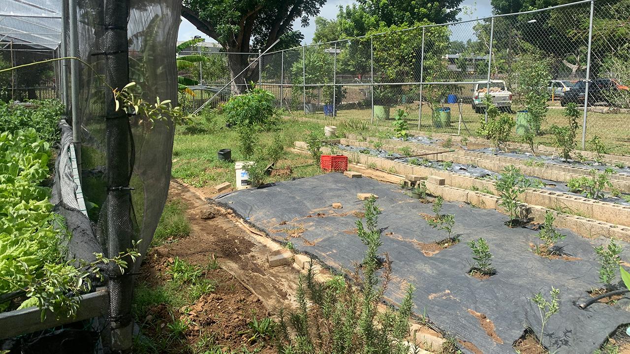 Community garden with rows of young plants on black plastic mulch, tree and fence. UC Davis Department of Plant Sciences