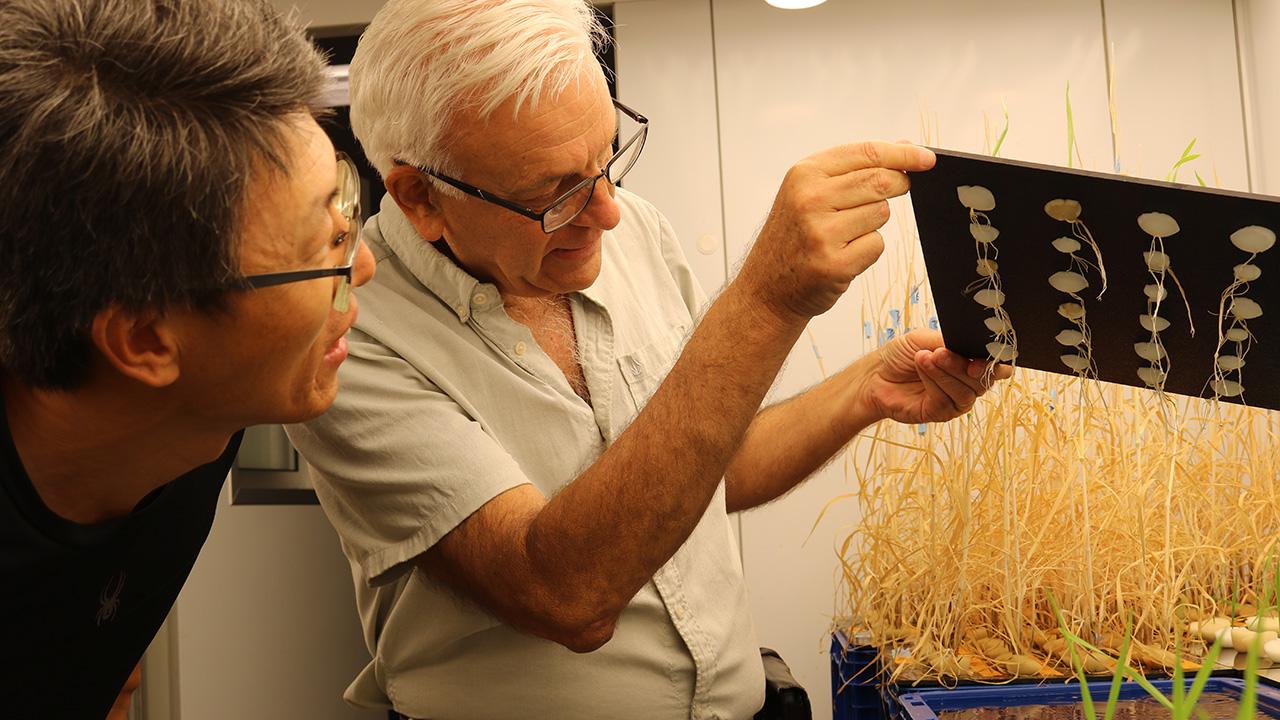 Two researchers in a lab examine dried plants and a black sheet of leaf silhouettes (photo)