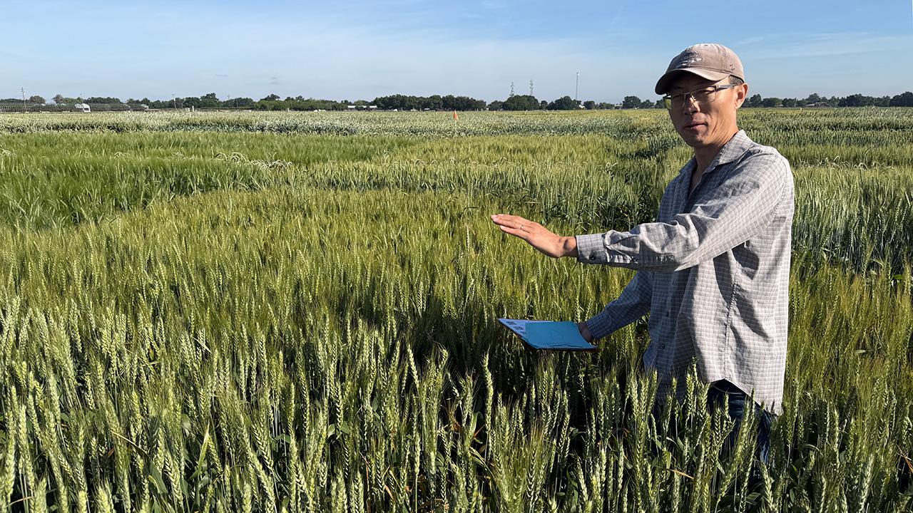 Man wearing cap and sunglasses gesturing in green wheat field, holding blue folder