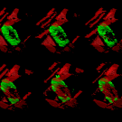 How pllant cell walls form