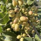 Ripe pistachios on a tree