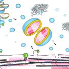 Diagram illustrating cellular processes with various shapes and colors representing molecules and structures.