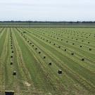 An alfalfa field with hay visibly drying in the sun