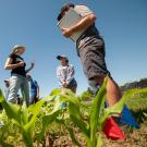 Young men and women focus on a woman in a hat as they stand in a field of leafy greens