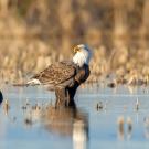 A bird with a hooked beak perches on a log or something poking up from water, surrounded by tan grass.