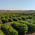 Bushy green plants in neat, boxy-looking test plots, coming in at an angle.