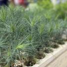 Small green plants with short, thin, pointy needles in white trays.