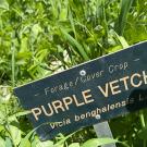 Black plant label reading PURPLE VETCH among dense leafy green foliage. UC Davis Department of Plant Sciences