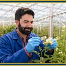 Bearded man in blue coat and gloves holds a slender tool against the center of yellow-and-white flowers in a greenhouse. UC Davis Department of Plant Sciences