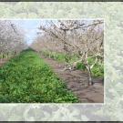 A row of trees in an orchard. Green plants are growing from the ground in between the trees.