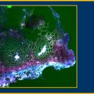 A blobby image showing little roundish things in colors of green at the center, purple farther out and blue-violet along the edge. UC Davis Department of Plant Sciences.