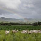 Sheep graze on green plants nearly up to their shoulders, while two men walk behind them. On the near horizon, dramatic mountains, clouds above and a rainbow.
