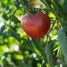 A large red tomato hanging from a green plant