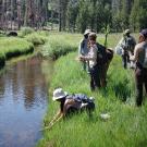Stream flowing at the edge of a meadow and a forest with many burned trees. A young person in a hat is bent down at the edge of the streambank, arms stretched into the green grass.