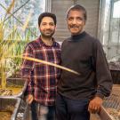 Two distinguished-looking men smiling in a greenhouse and standing by tall, slender, golden grasses