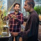 Two men talking to each other in a greenhouse by a thick growth of slender-stemmed, tan-colored plants