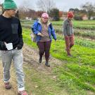A man and three women wearing coats and caps. They walk along rows of ankle-high green plants.