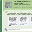 Image of a computer screen. Green background and a small image of a small leafy green plant on the ground. Title says, "Randon weed of the day." There is line where the bot writes, "Hello! Tell me about your weed-related question."